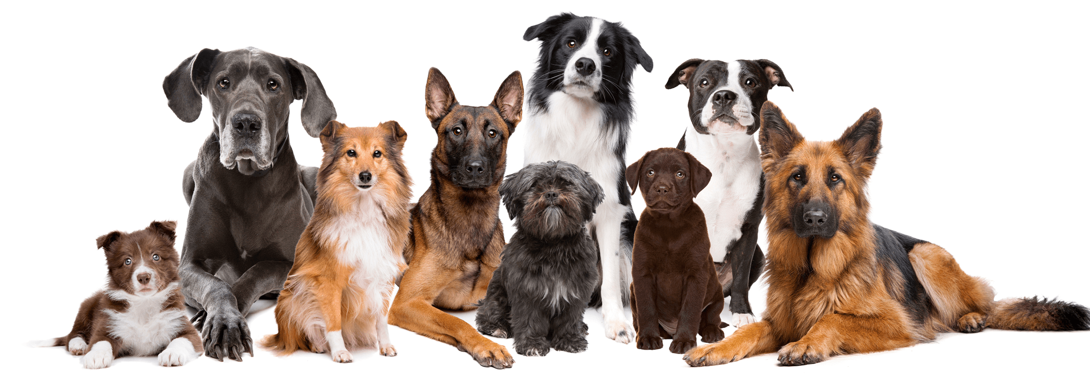 Brandwatch Reveals the Internet's Favorite Dogs Using Social Data